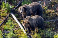 Grizzly Mom and Cub in Yellowstone National Park