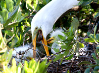 Great Egret feeding baby