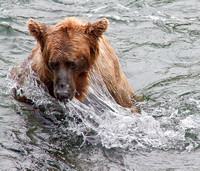 Water and bear, a great combination.