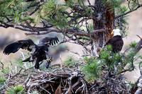 Eaglet with fish