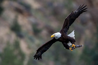 Eagle flying with fish