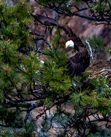 Eaglets, eagles at  Smith Rocks.