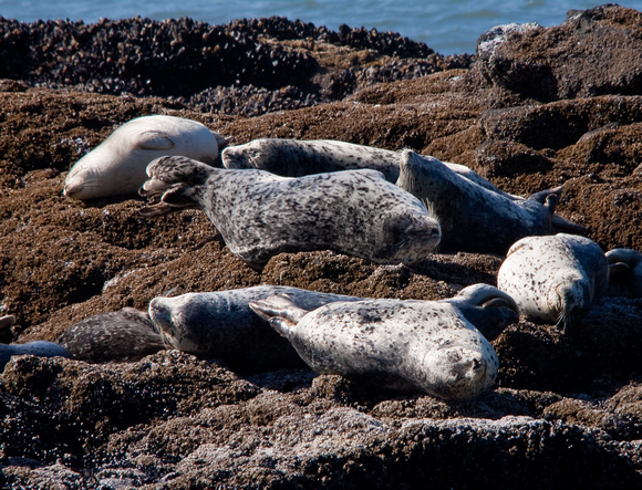 Harbor seal siesta