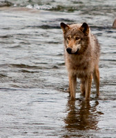 Brooks River Wolf