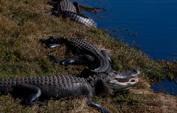 Florida Alligators