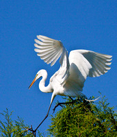 Egret tight-rope act