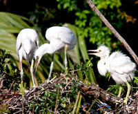 Young Egrets waiiting for mom