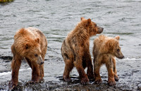 These cubs are a little nervous at Brooks River (Alaska) Falls