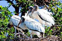 Endangered Wood Storks