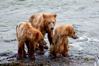 Brooks River Brown Bears