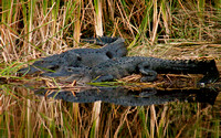 Florida Alligators