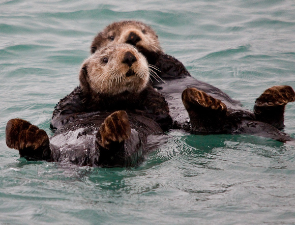 Alaskan Sea Otter