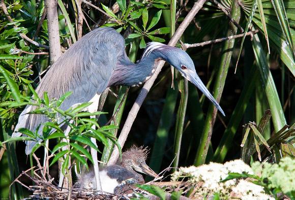 Tri-colored Heron and baby