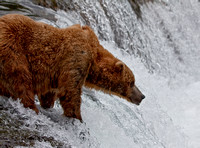 Brooks River Brown Bears