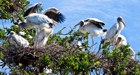 Wood Stork party