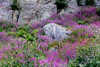 Fireweed and granite