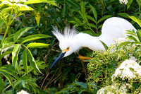 Territorial Snowy Egret