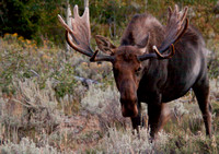 Bull moose, Grand Teton