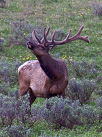 Who dat? Elk sniffing the air.