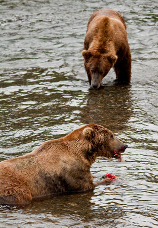 Bear of Brooks River