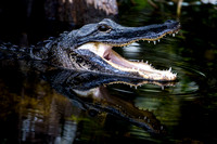 Aligators and Crocs