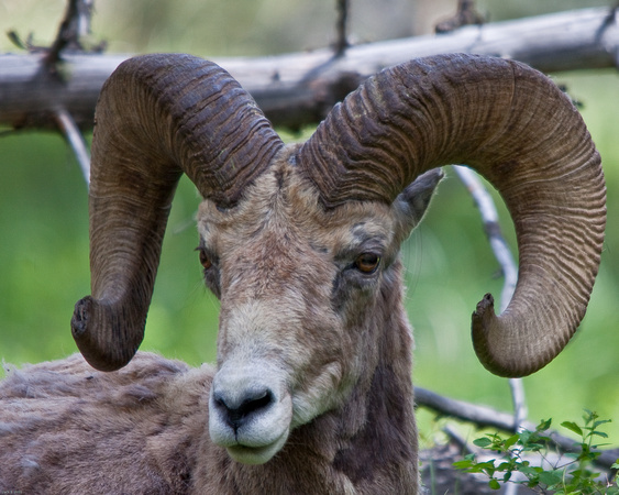 Old male Bighorn Sheep relaxes