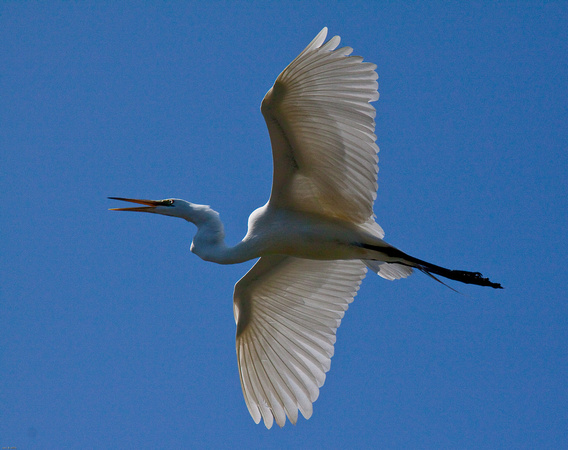 Beauty in flight...Great Egret