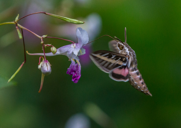 Hummingbird moth and flower.