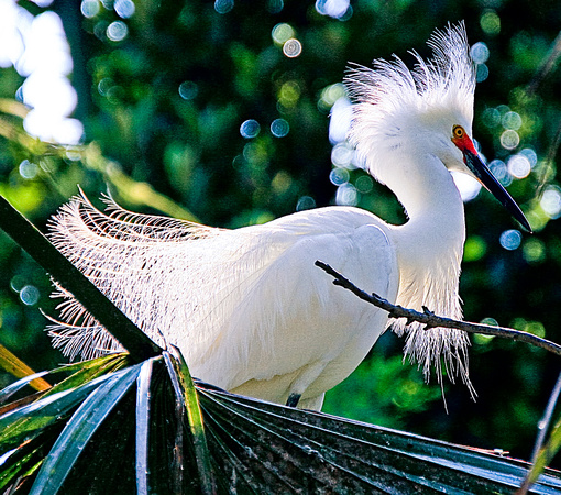 Snowy Egret in breeding plumage