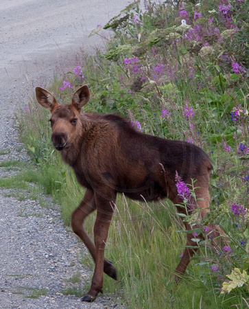 Curious baby moose