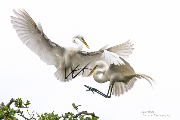 Egrets Fighting Over Territory