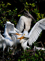 Adolescent Egret are almost as big as their mother.  Notice endangered Wood Stork in observance.