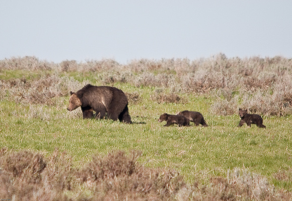 Yellowstone bears with cubs