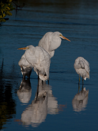 Egrets in late afternoon light