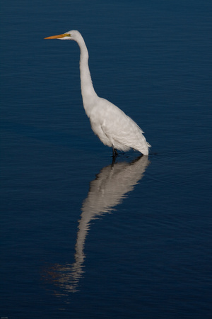 Egret reflecting pool