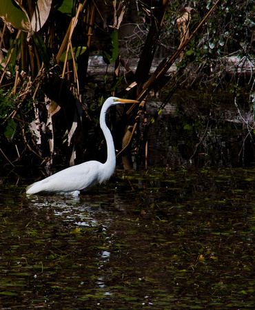 Egret in swamp