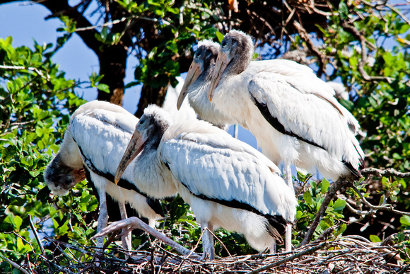 Endangered Wood Storks