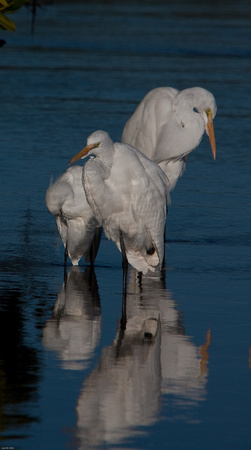 Egrets at Ding Darling National Refuge