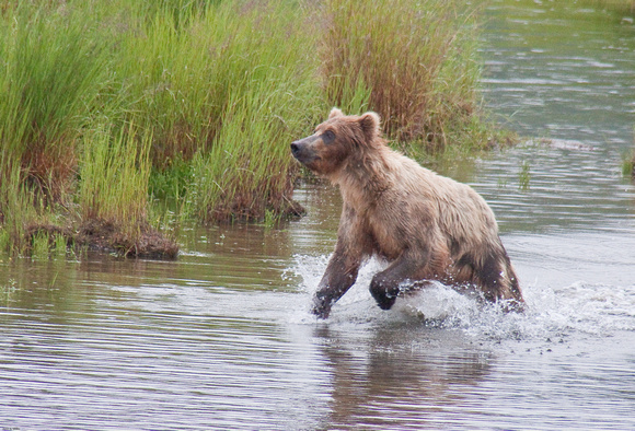 Brown Bear chasing Red Salmon