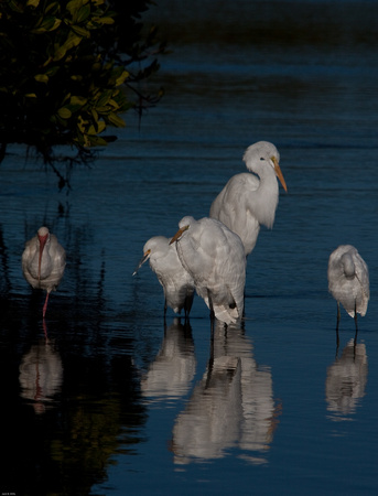 Egrets and friend (Ibis)