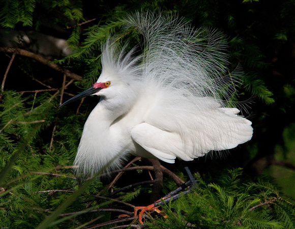 Florida Egret