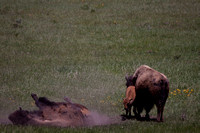 Bison, Yellowstone