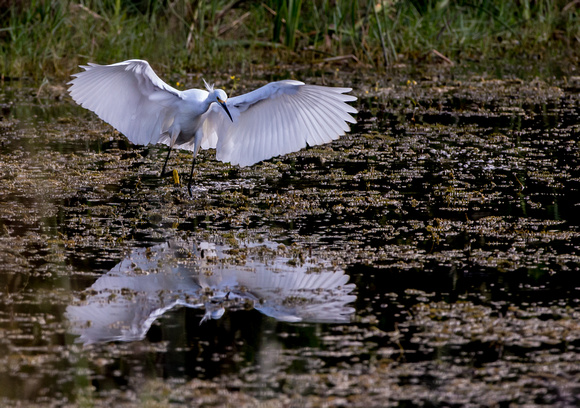 Fishing Egret