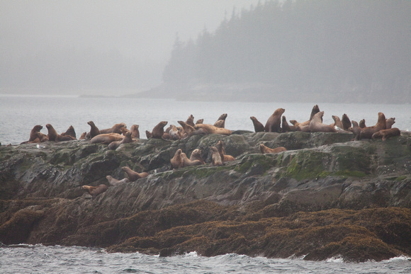 Seal Rookery