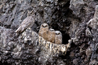 Great Horned Owl and family