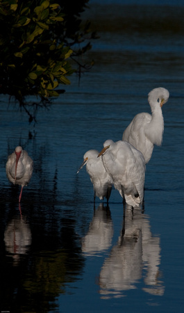 Reflecting Egrets and Ibis