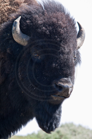 Bison up close and personal