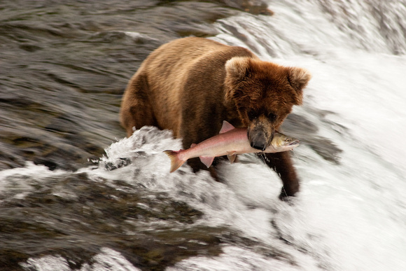 Brooks River, Alaska Brown Bear with Red Salmon