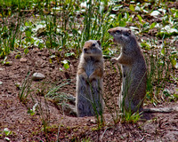 Ground squirrel communion
