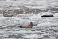 Seals on ice